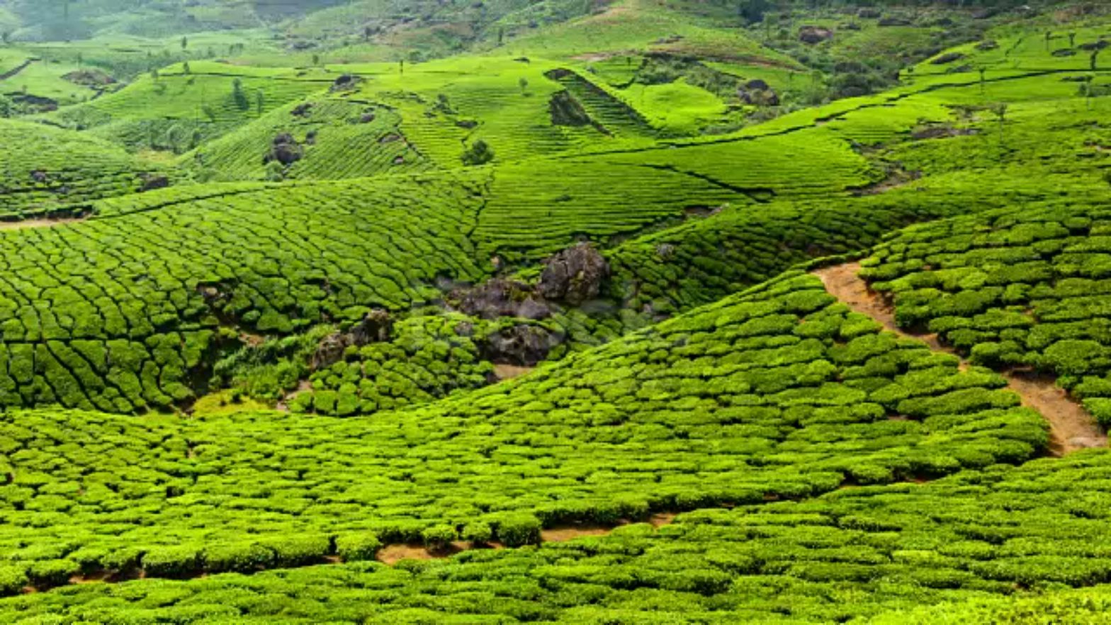 Tea Estate in Nilgiris
